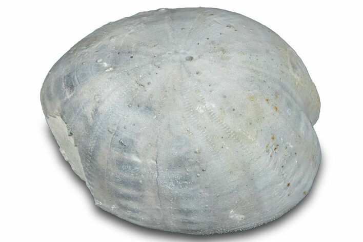 Cretaceous Sea Urchin (Holaster) Fossil - Texas #286467